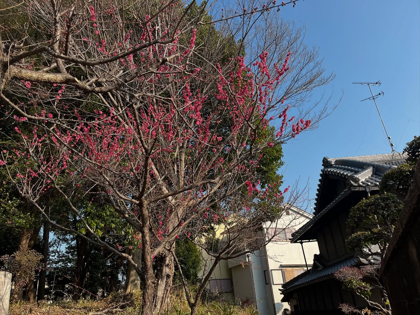 今日は柏原市田辺地区の早朝散歩