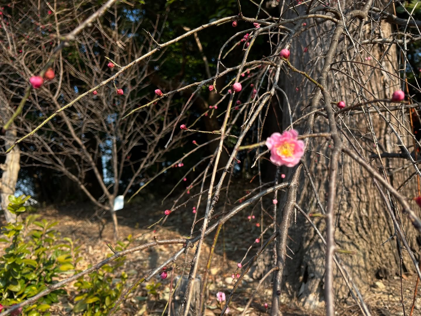 今日は柏原市田辺地区の早朝散歩