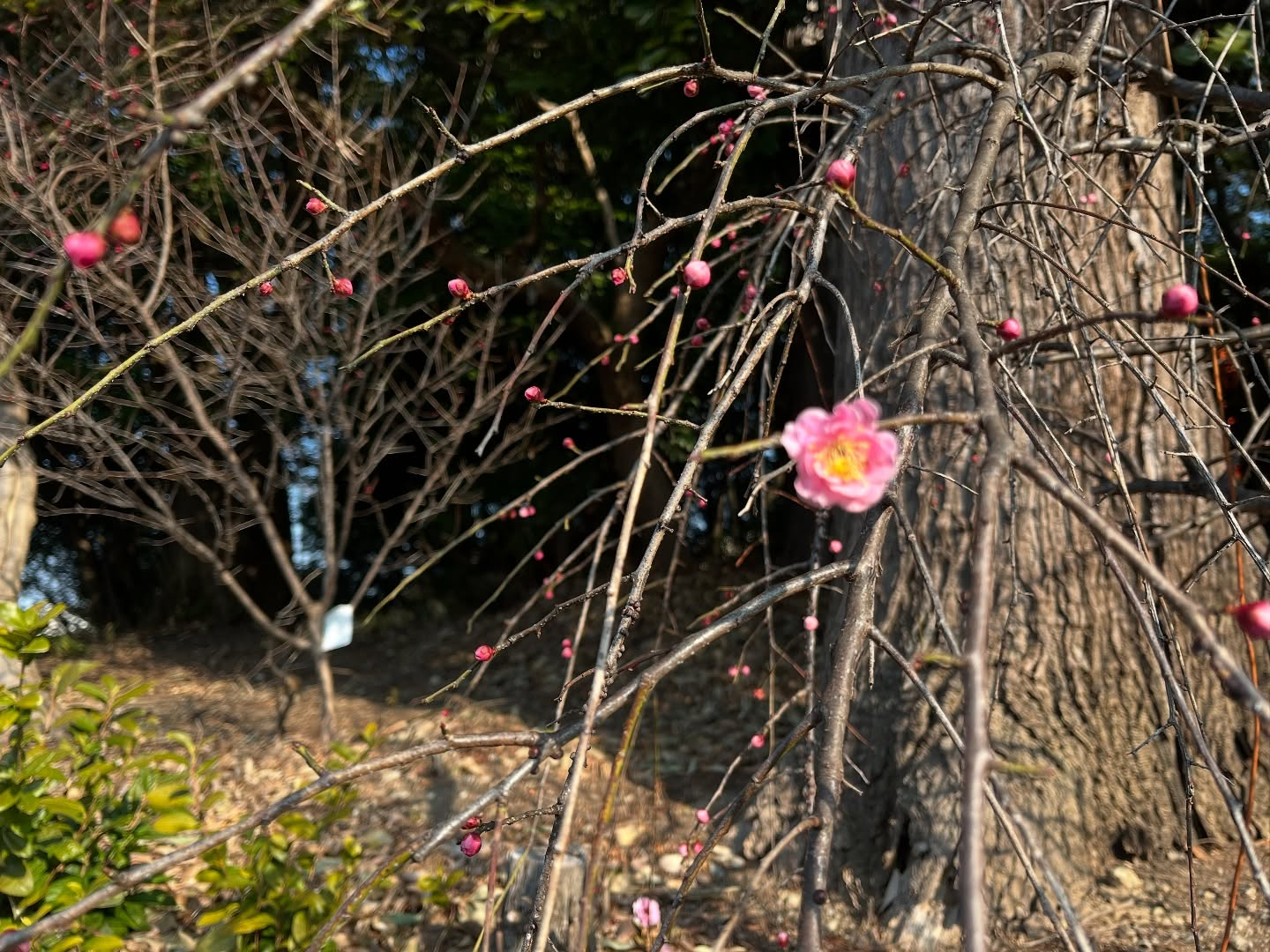 今日は柏原市田辺地区の早朝散歩