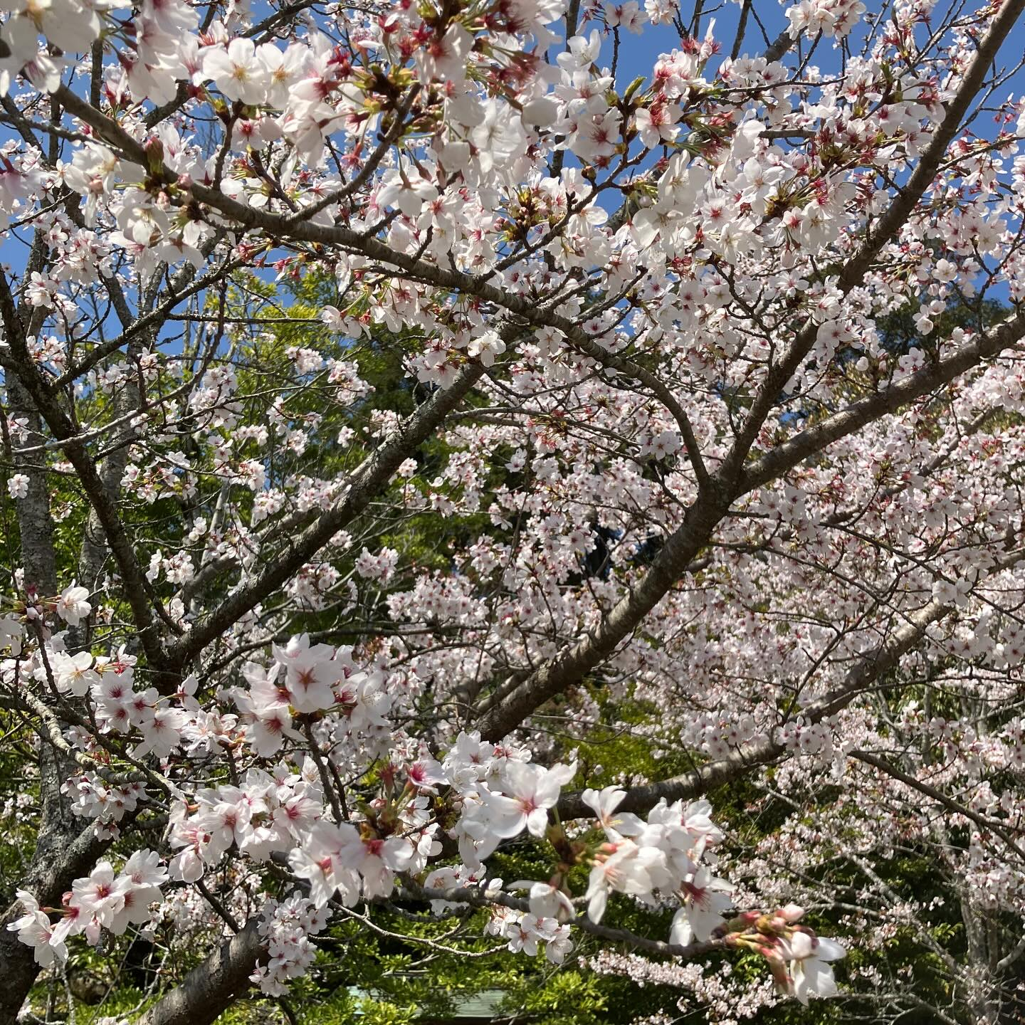 桜が咲き誇る